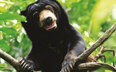 Bornean Sun Bear Conservation Centre BSBCC Sandakan