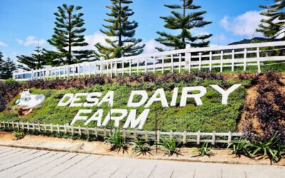 Dairy Farm Kundasang Sabah Guide