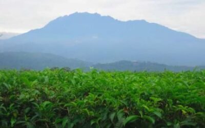 Sabah Tea Garden: Plantation & Travel Guide 2025