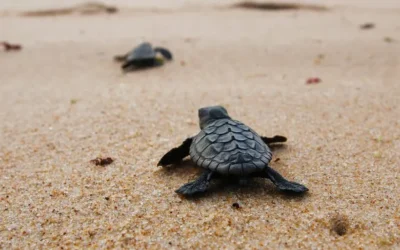 Turtle Islands Park Sabah | Complete Travel & Conservation Guide