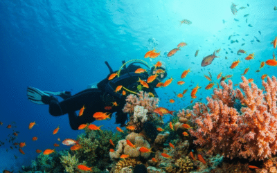 Blue Ring Reef Lahad Datu | Hidden Marine Wonder for Divers