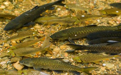 Tagal Luanti Fish Spa Sabah | Complete Visitor Guide