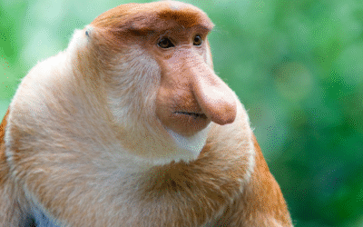 Labuk Bay Proboscis Monkey Sanctuary | Wildlife in Sandakan