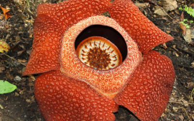Rafflesia Sabah | Where to See the Giant Flower in Borneo