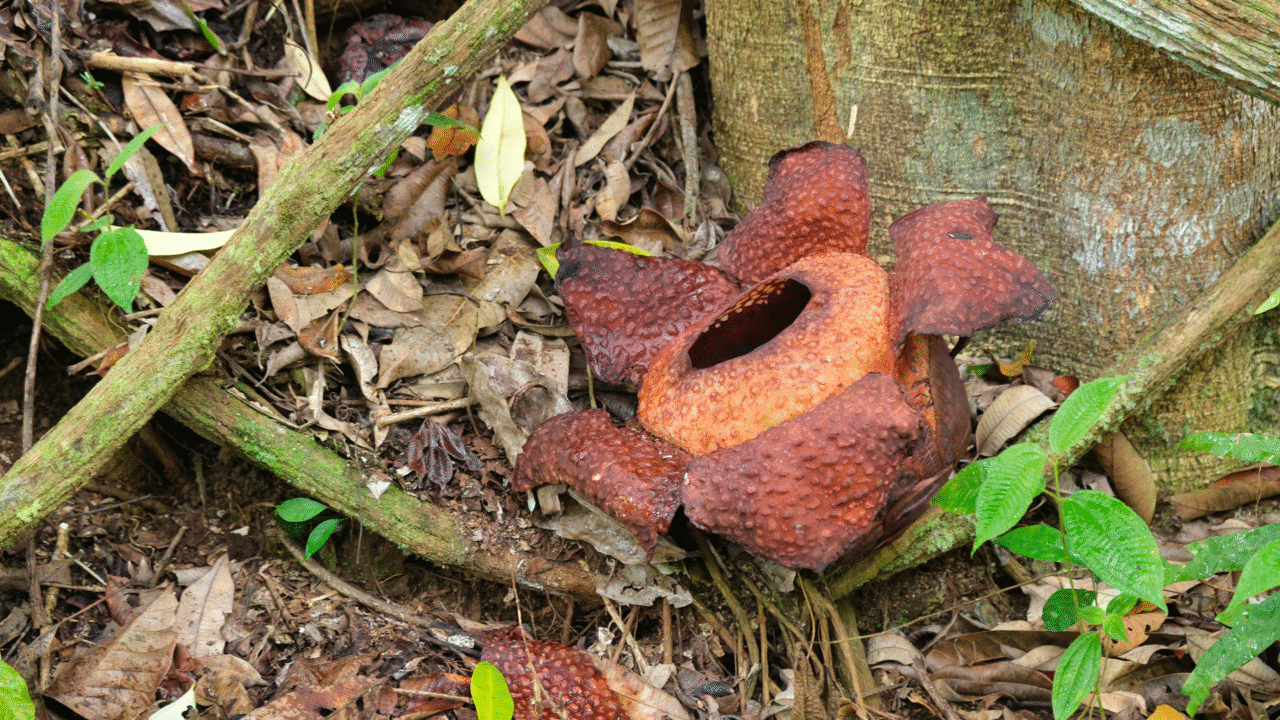 Rafflesia Sabah | Where to See the Giant Flower in Borneo ...