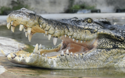 Tuaran Crocodile Farm | Sabah’s Largest Crocodile Park
