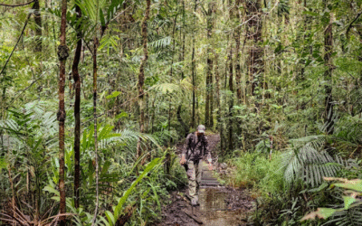 Jungle Trekking Sabah | Best Rainforest Trails & Nature Adventures