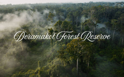 Deramakot Forest Reserve | Wildlife & Conservation in Sabah